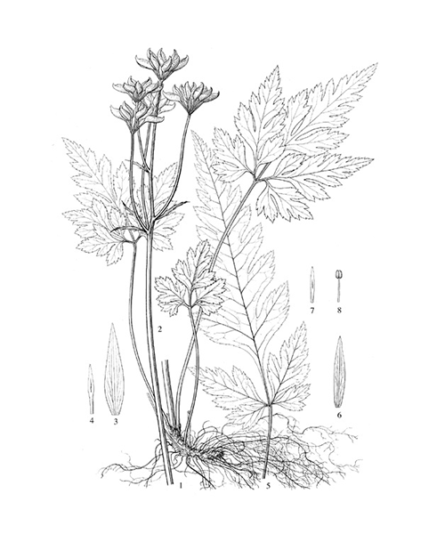 Natural compounds from  Coptis chinensis